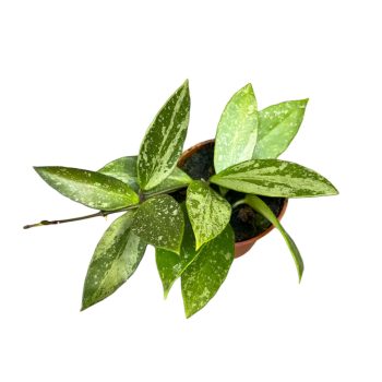 Hoya gracilis (Inplanted)