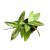 Hoya gracilis (Inplanted)