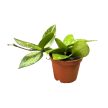 Hoya gracilis (Inplanted)