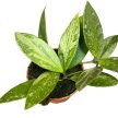 Hoya gracilis (Inplanted)