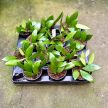 Hoya gracilis (Inplanted)