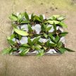 Hoya gracilis (Inplanted)
