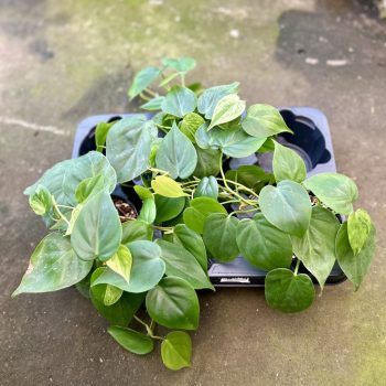 Philodendron scandens 'Variegata' (3 db)