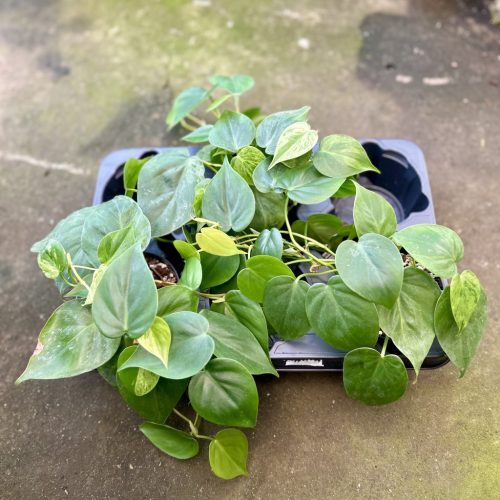 Philodendron scandens 'Variegata' (3 db)
