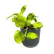 Epipremnum aureum 'Neon Joy'