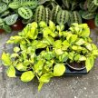 Epipremnum aureum 'Neon Joy'