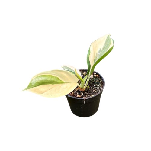 Philodendron hederaceum var. oxycardium 'Silver Stripe' (Inplanted)