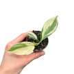 Philodendron hederaceum var. oxycardium 'Silver Stripe' (Inplanted)