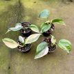 Philodendron hederaceum var. oxycardium 'Silver Stripe' (Inplanted)