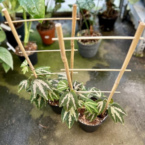 Passiflora trifasciata (Grower's Select)