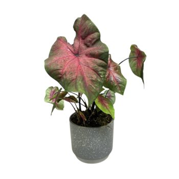 Caladium bicolor 'Postman Joyner'