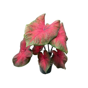 Caladium bicolor 'Postman Joyner'