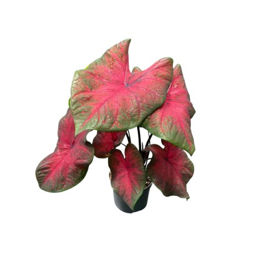 Caladium bicolor 'Postman Joyner'
