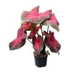 Caladium bicolor 'Postman Joyner'