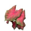 Caladium bicolor 'Postman Joyner'