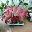 Caladium bicolor 'Postman Joyner'