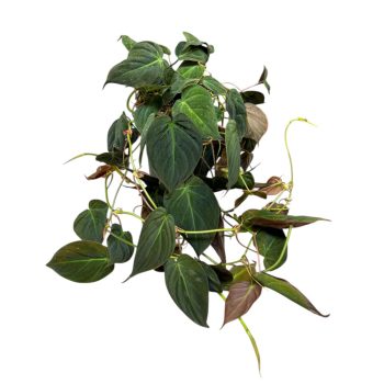   Philodendron hederaceum var. hederaceum 'Micans' (leértékelt)