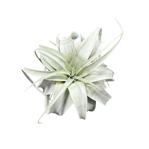 Tillandsia xerographica