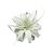 Tillandsia xerographica