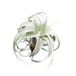 Tillandsia xerographica