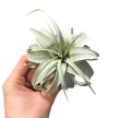 Tillandsia xerographica