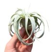 Tillandsia xerographica