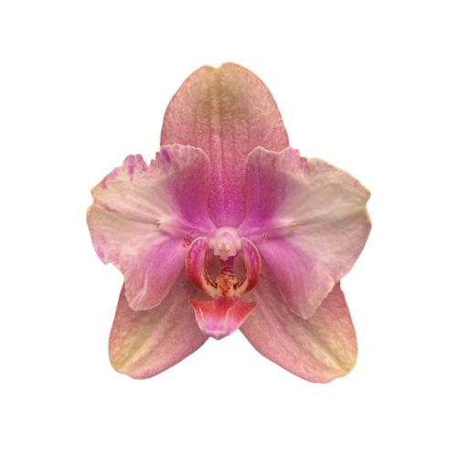 Phalaenopsis 'Baby Dynamite' >peloric<