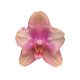 Phalaenopsis 'Baby Dynamite' >peloric<