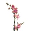 Phalaenopsis 'Baby Dynamite' >peloric<