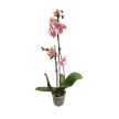 Phalaenopsis 'Baby Dynamite' >peloric<