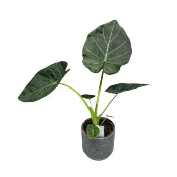 Alocasia ‘Regal Shields’