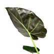Alocasia ‘Regal Shields’
