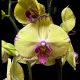 Phalaenopsis 'Beatrice' (virágzóképes)