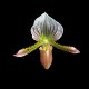 Paphiopedilum lawrenceanum