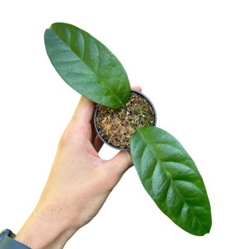 Hoya multiflora (Inplanted)