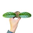 Hoya multiflora (Inplanted)