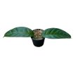 Hoya multiflora (Inplanted)