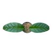Hoya multiflora (Inplanted)