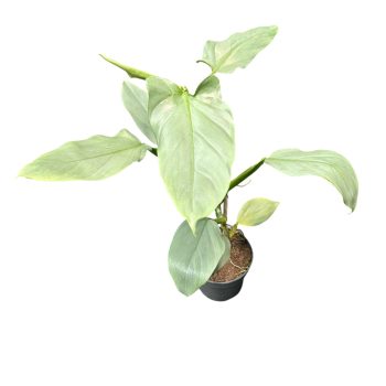 Philodendron hastatum 'Silver'