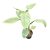 Philodendron hastatum 'Silver'
