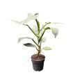 Philodendron hastatum 'Silver'