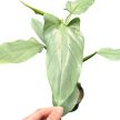 Philodendron hastatum 'Silver'