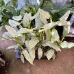 Philodendron hastatum 'Silver'