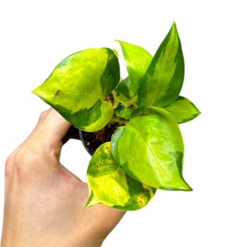 Epipremnum aureum 'Neon Joy' mini (Inplanted)