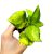 Epipremnum aureum 'Neon Joy' mini (Inplanted)