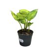 Epipremnum aureum 'Neon Joy' mini (Inplanted)