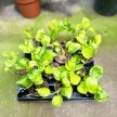 Epipremnum aureum 'Neon Joy' mini (Inplanted)