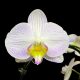 Phalaenopsis 'Timon' (virágzóképes)
