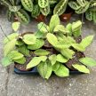 Hoya sp. 'Sabah' EPC961