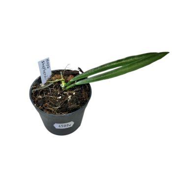 Hoya shepherdii (Inplanted)